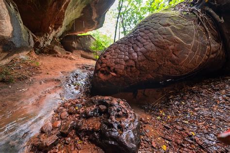 naka cave thailand snake|Visit Naka Cave, a Famous Snake